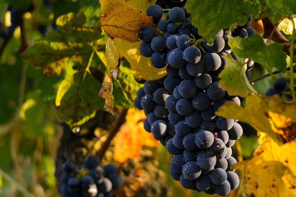 Ksinomavro - zahtevna sorta koja daje velika vina